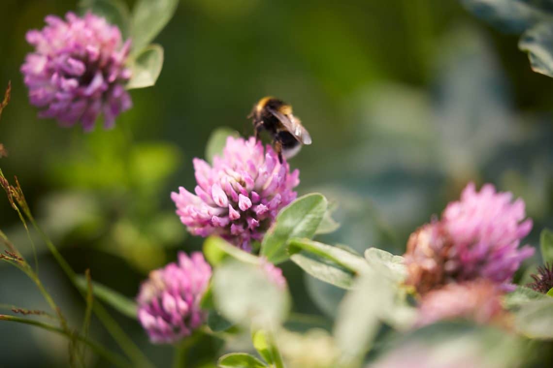 Alsik blomster