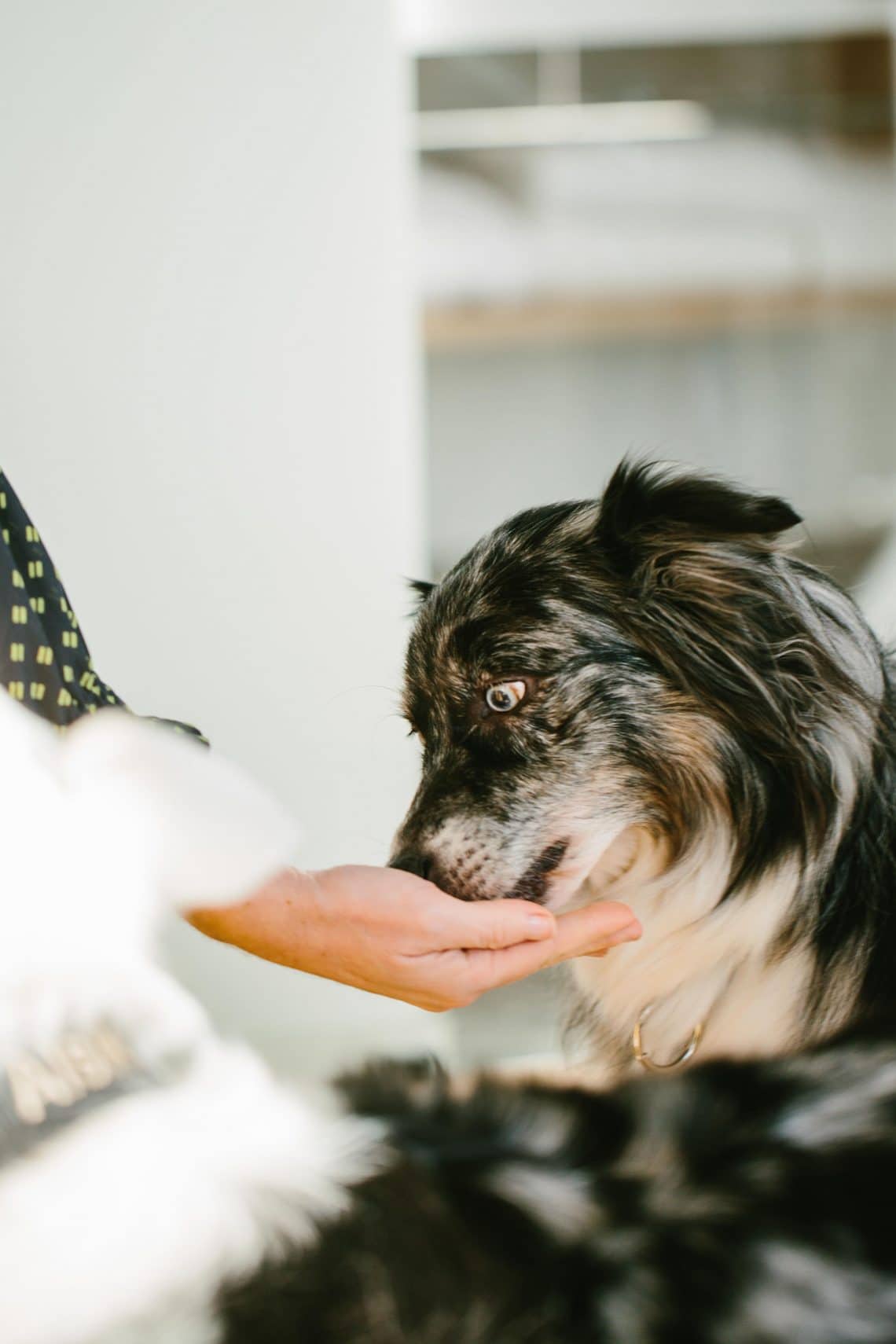 Hund spiser godbidder på hotelværelse