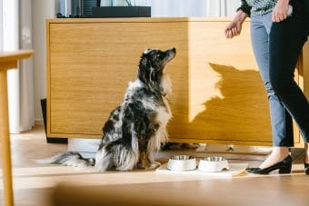 Hund med mad- og våndskål på hundevenligt værelse