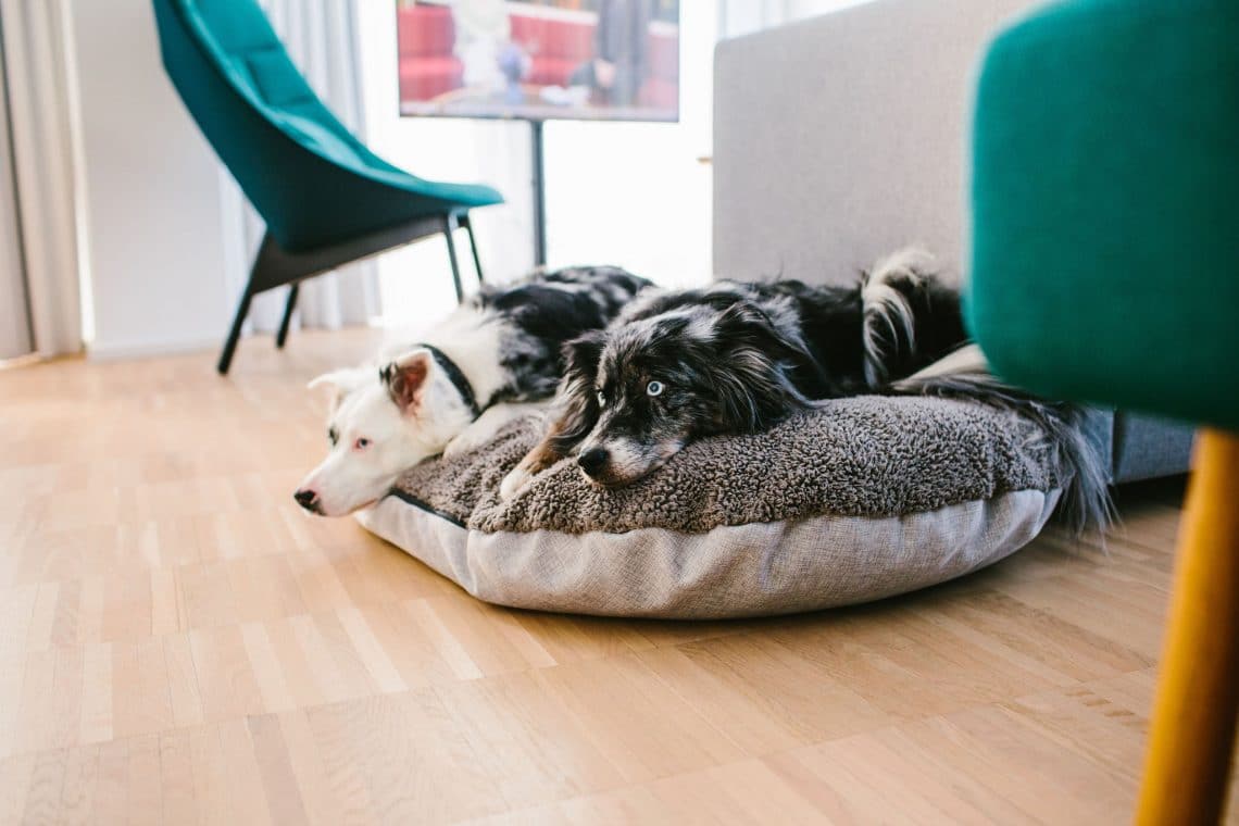 Hunde på hundevenligt værelse med hundemadras på Alsik Hotel